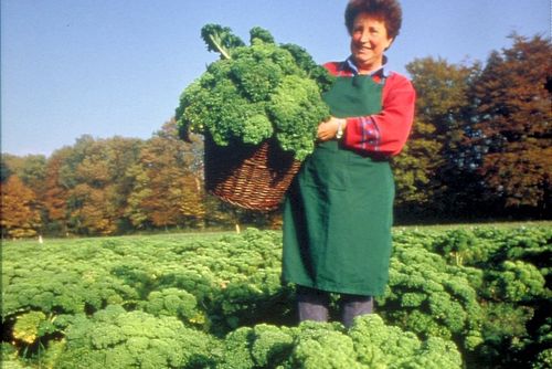Geschichte Fehnkultur Landwirtschaft