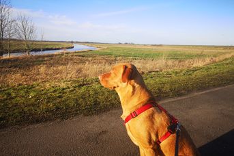 Mit Hund in Rhauderfehn