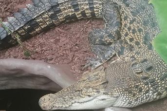  Seelter Reptilienhuus